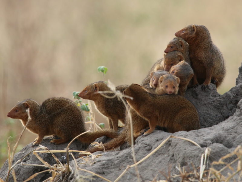 Erdmännchen in der Serengeti, Tansania