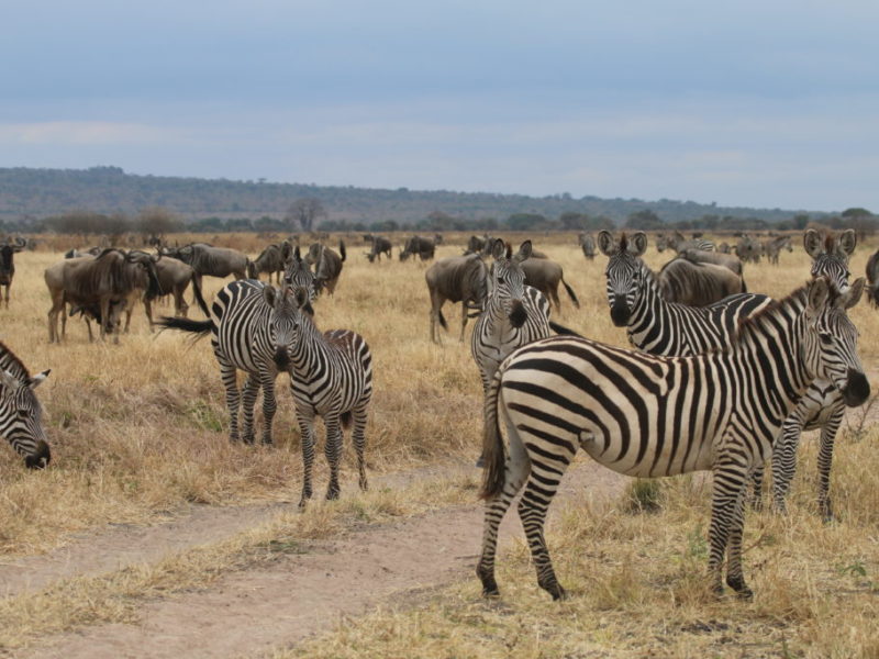 Tierwanderung Serengeti in Tansania