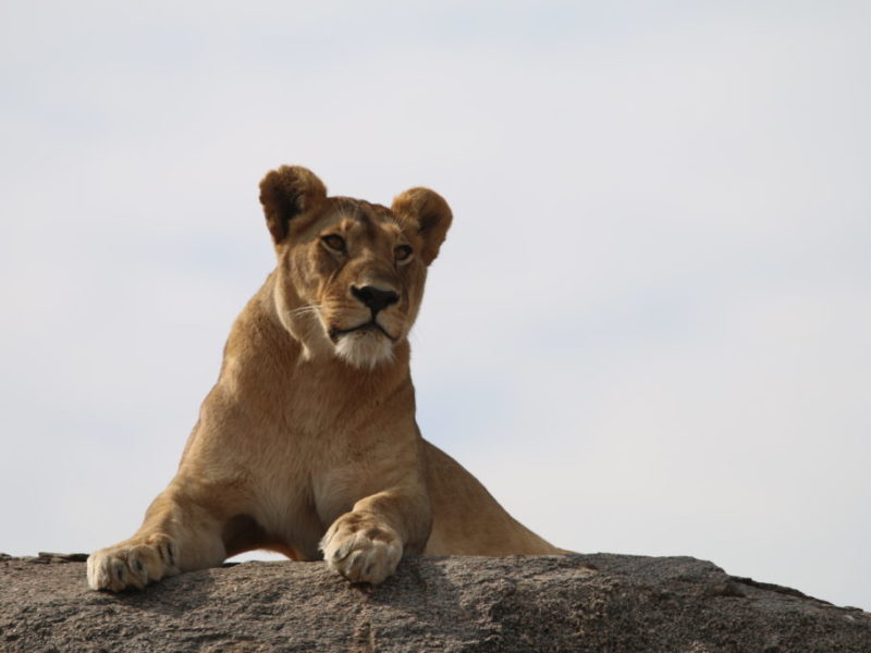 Löwin in der Serengeti, Tansania