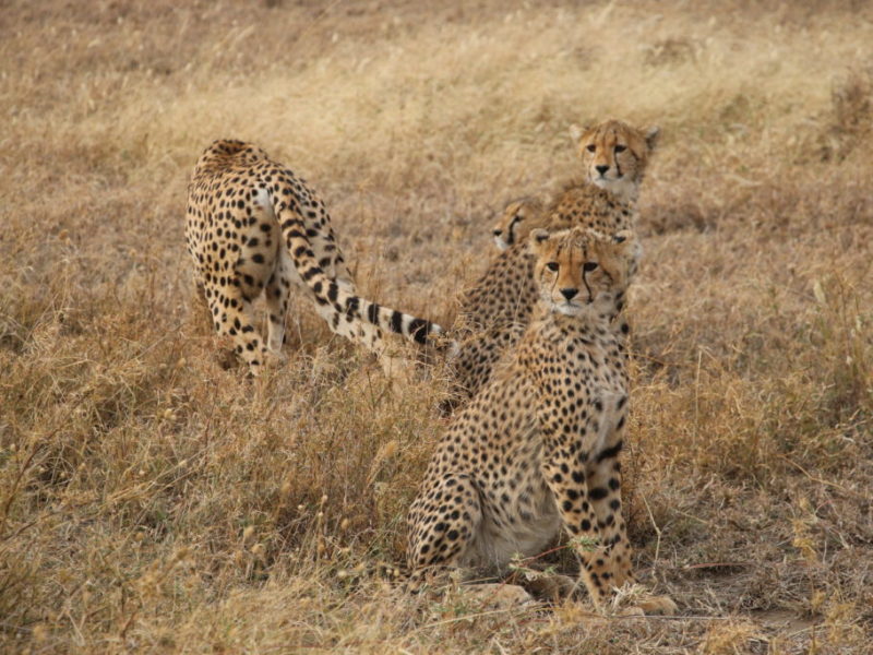 Geparden in der Serengeti, Tansania