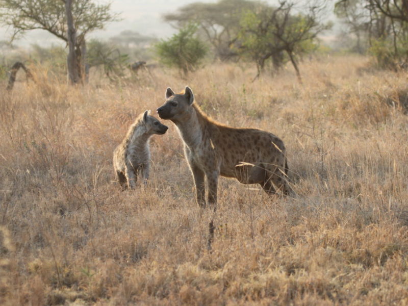 Hyäne in der Serengeti, Tansania