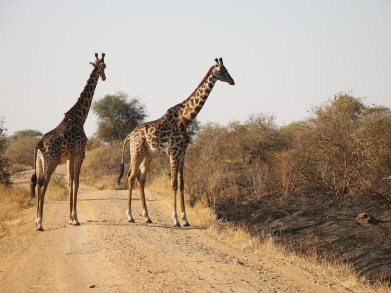 Giraffe Serengeti Tansania